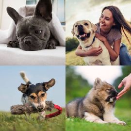 4 Fotos 1 Palabra Enigma diario Febrero 2 2026