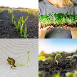 4 Fotos 1 Palabra Abril 11 2026 Rompecabezas de bonificación